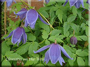 Clematis photograph