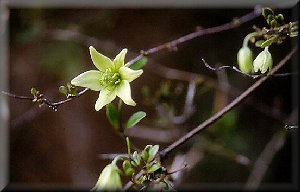 Clematis photograph