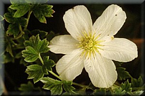 Clematis photograph