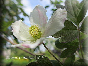 Clematis photograph