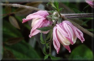 Clematis photograph