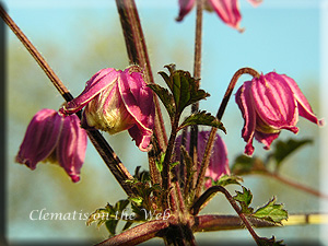 Clematis photograph