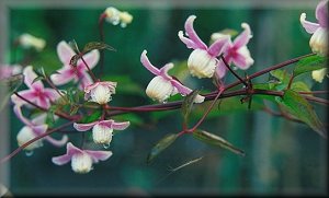 Clematis photograph