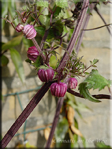 Clematis photograph