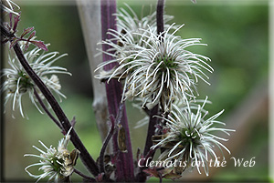 Clematis photograph