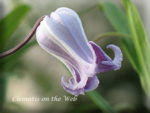 Clematis photograph