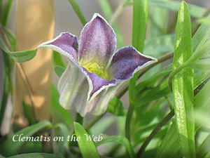 Clematis photograph