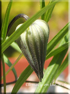 Clematis photograph