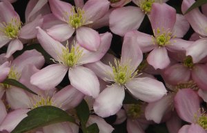 Clematis photograph