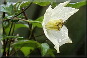 Clematis photograph