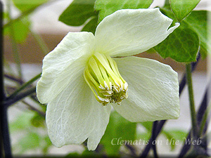 Clematis photograph