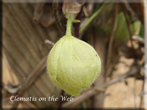 Clematis photograph