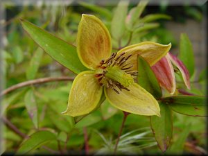 Clematis photograph