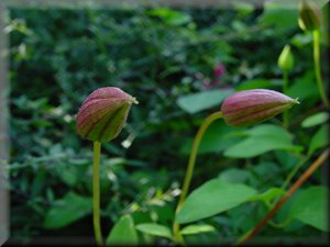 Clematis photograph