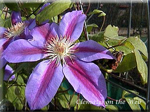 Clematis photograph