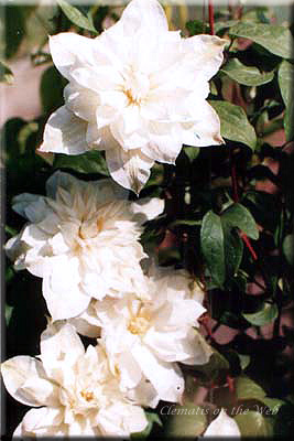 Clematis photograph