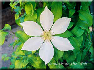 Clematis photograph