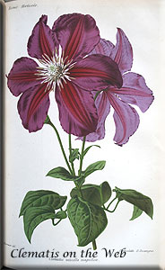 Clematis photograph