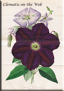 Clematis photograph