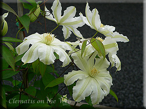 Clematis photograph