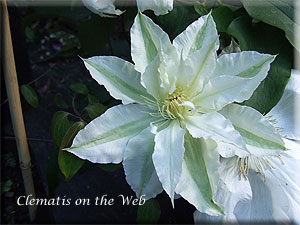 Clematis photograph