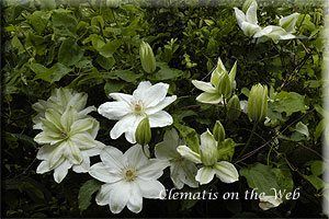 Clematis photograph