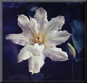 Clematis photograph