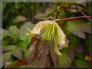 Clematis photograph