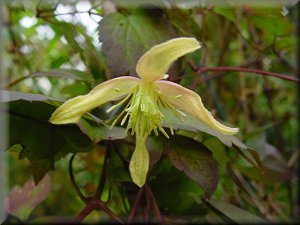 Clematis photograph