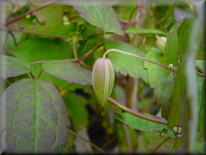 Clematis photograph