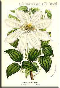 Clematis photograph