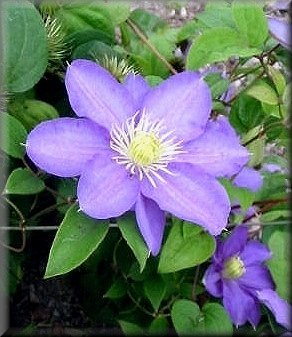 Clematis photograph