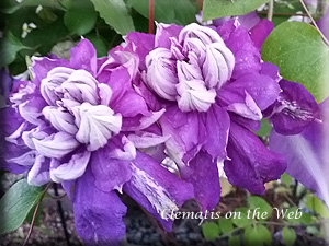 Clematis photograph