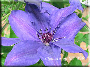 Clematis photograph