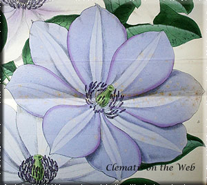 Clematis photograph