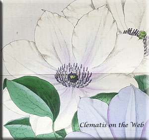 Clematis photograph