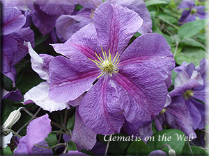 Clematis photograph