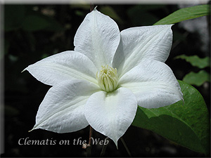 Clematis photograph