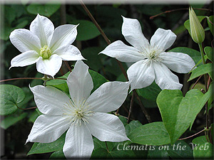 Clematis photograph