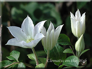 Clematis photograph