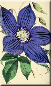 Clematis photograph