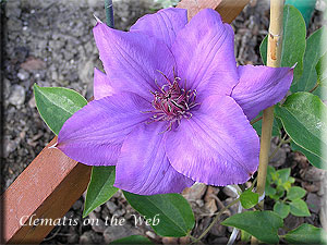 Clematis photograph