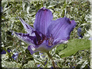 Clematis photograph