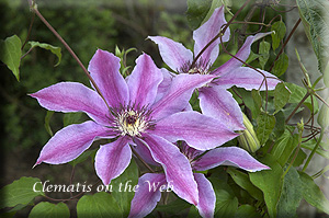 Clematis photograph