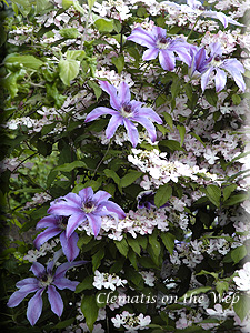 Clematis photograph