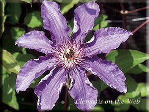 Clematis photograph