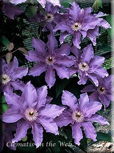 Clematis photograph