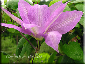 Clematis photograph