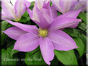 Clematis photograph