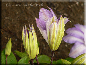 Clematis photograph